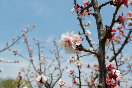 樱花盛开花朵摄影