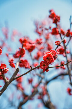 三月桃花开