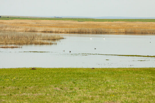 湿地春天生态候鸟