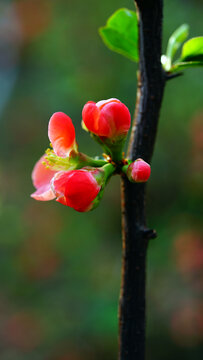 山茶花