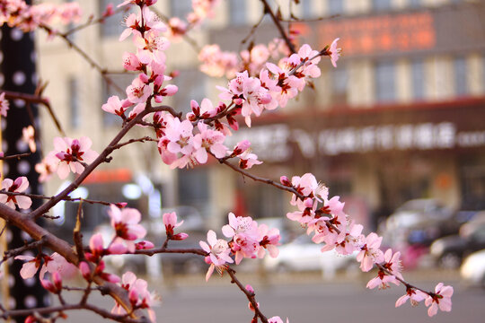 山桃花开