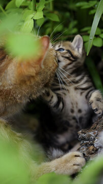 狸花猫