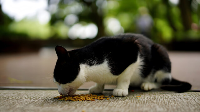 奶牛猫