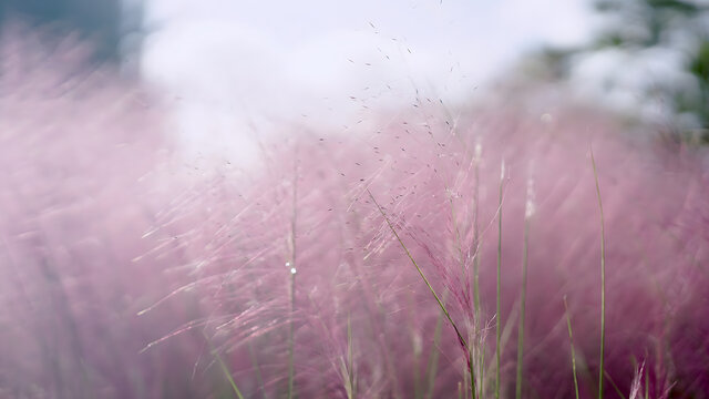 粉黛乱子草