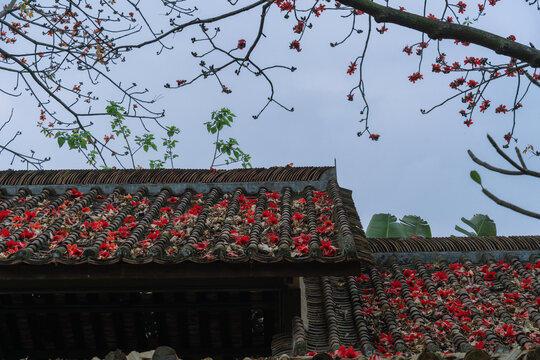 瓦房顶的木棉花