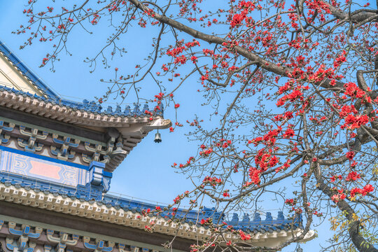 中山纪念堂木棉花