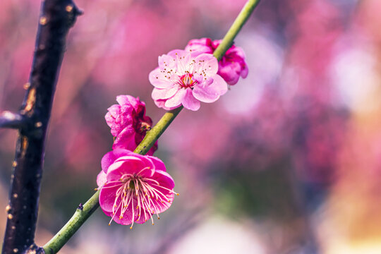 梅花