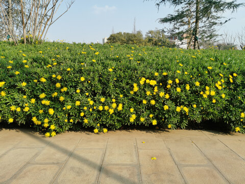 黄冠菊