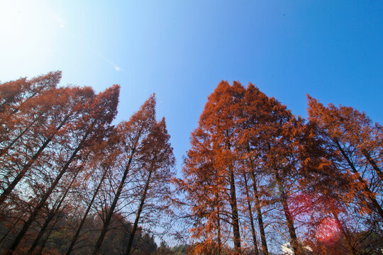 九华山的红杉树