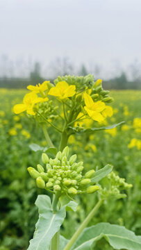 油菜花高清