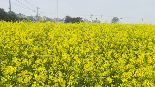 油菜花田