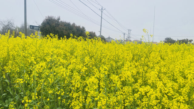 油菜花田