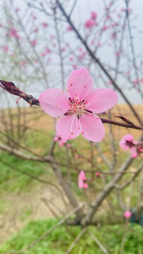 樱花春天鲜花花卉特写