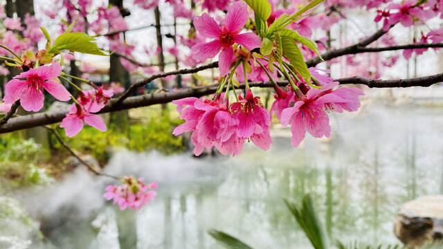 水雾樱花