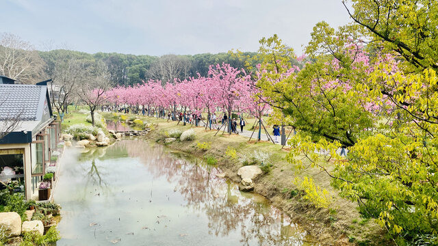 武汉东湖磨山樱花园