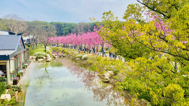 武汉东湖磨山樱花园