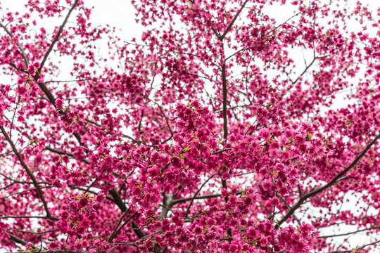 樱花季节