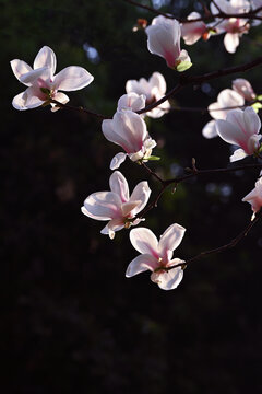 玉兰花