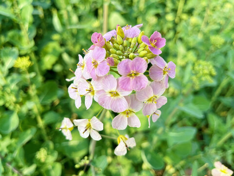 紫色油菜花