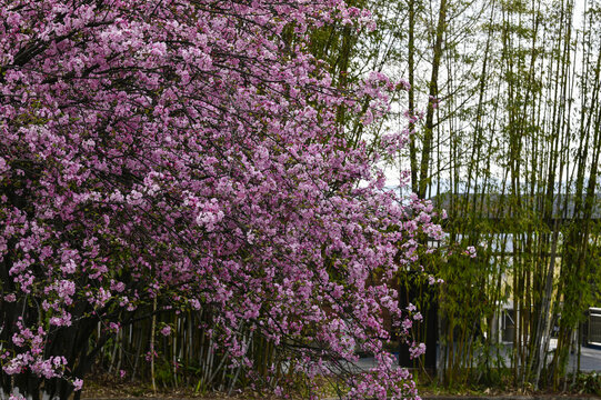 樱花季