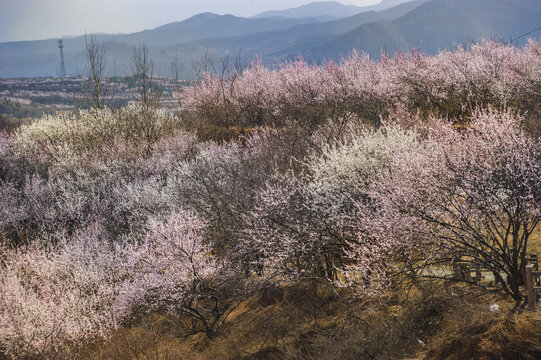 山桃花