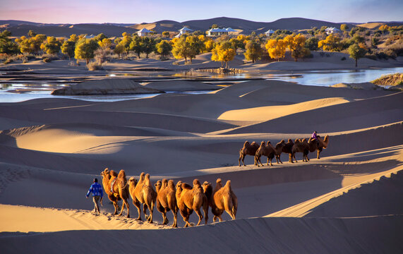 沙漠骆驼胡杨