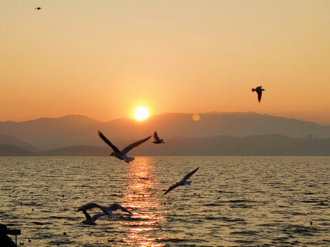 日出与海鸥