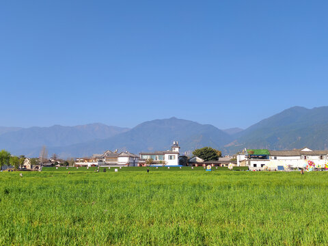 风吹麦浪