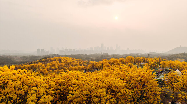 黄花风铃木