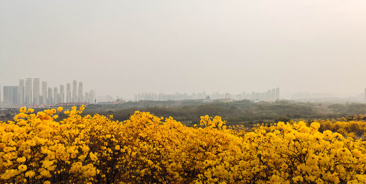 黄花风铃木