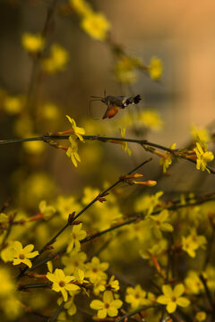 春天勤劳的蜜蜂