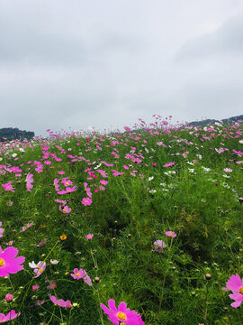 格桑花