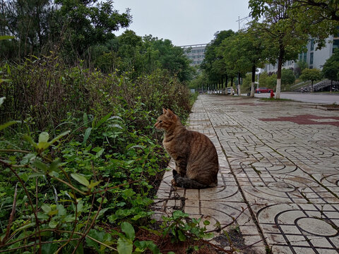 学校猫咪