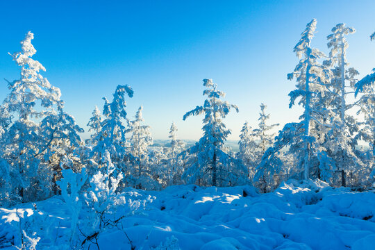 大雪寒冬松树林雾凇