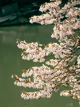 紫色泡桐花