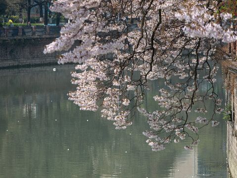 泡桐树花