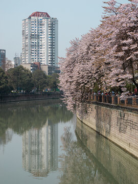 泡桐树花