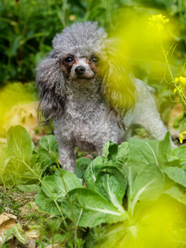 泰迪犬