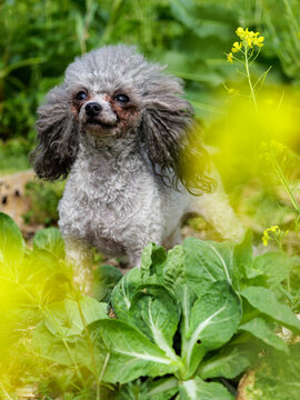 泰迪犬