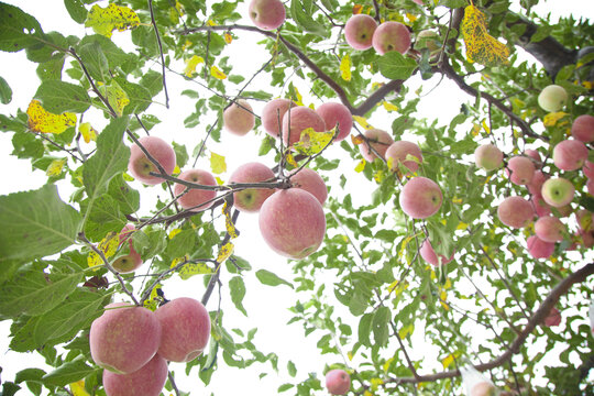 条纹苹果种植