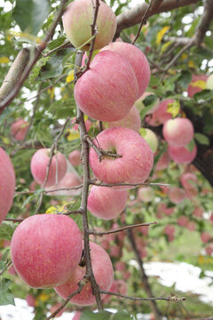 树上的新鲜苹果