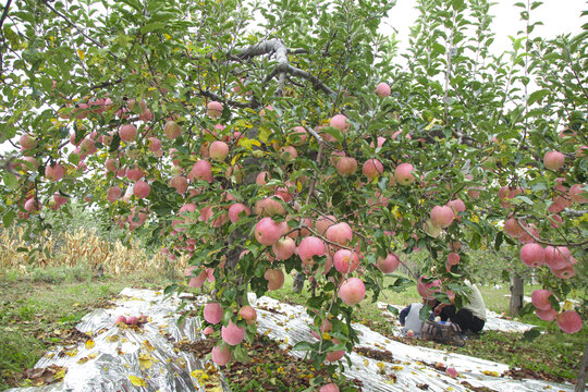 条纹苹果种植
