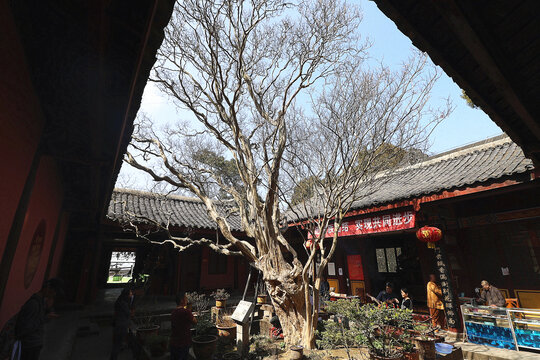 四川广元剑门关梁山寺紫薇树