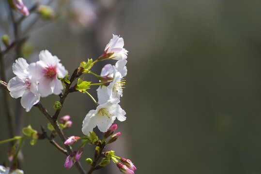 樱花特写