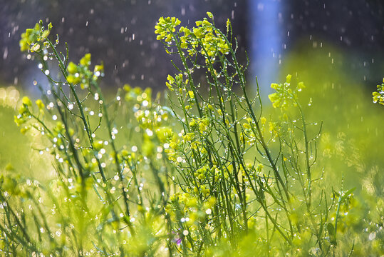 雨中油菜花