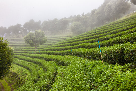 茶山