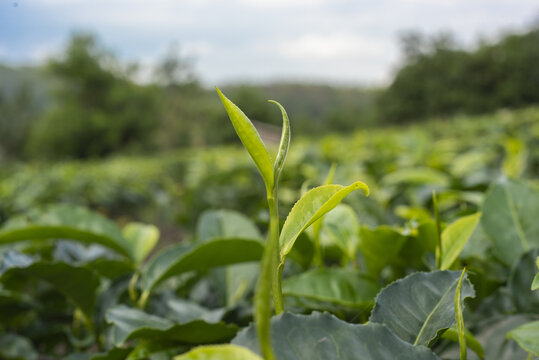 白茶茶芽