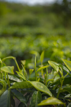 白茶茶芽