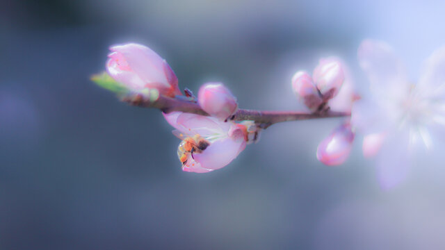 桃花和蜜蜂