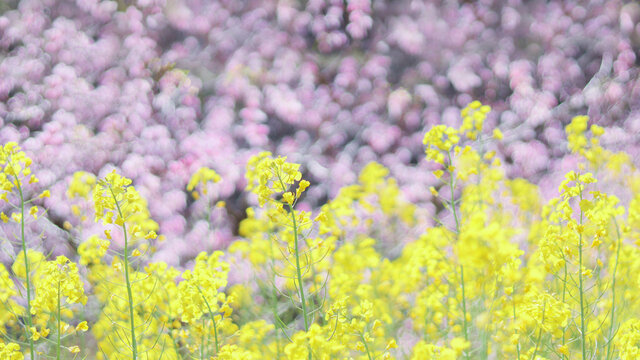 油菜花与桃花